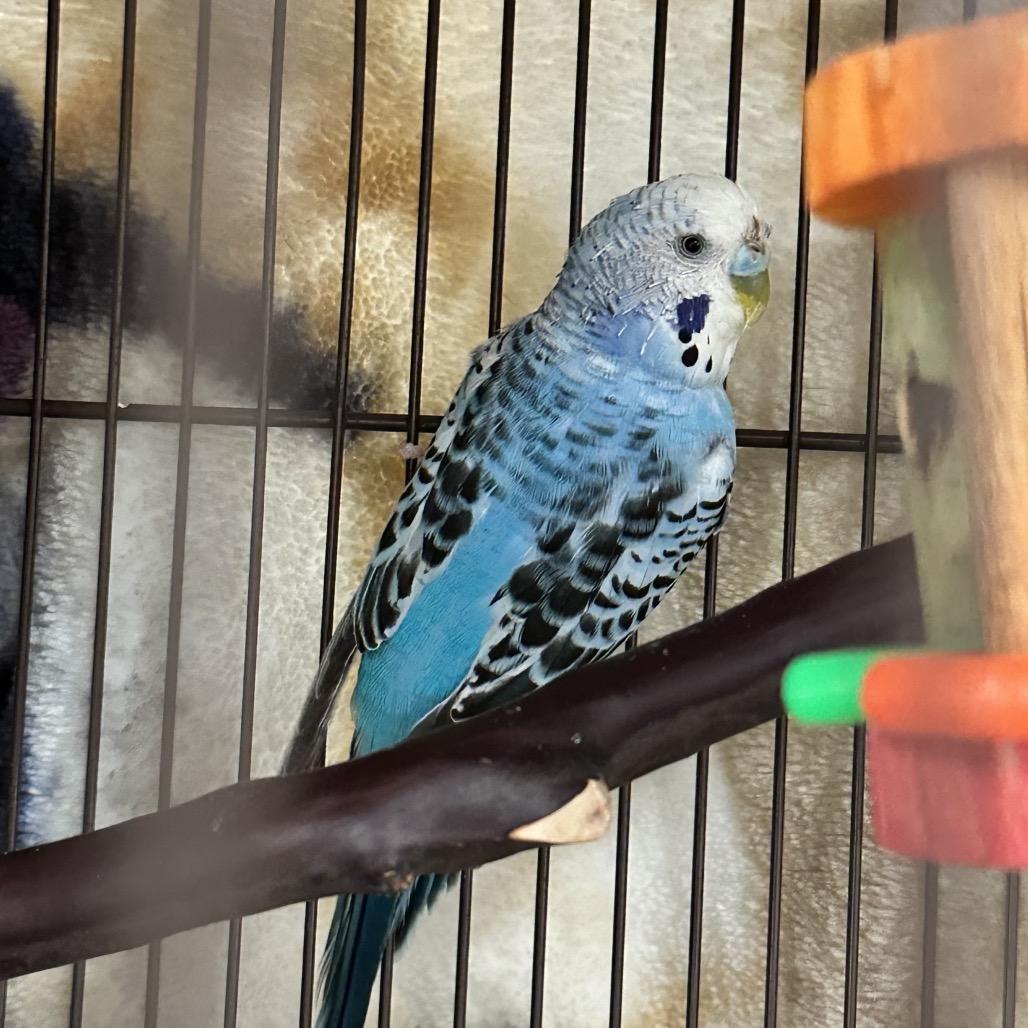 Blue, Adoptable, Adult Male Parakeet (Other).