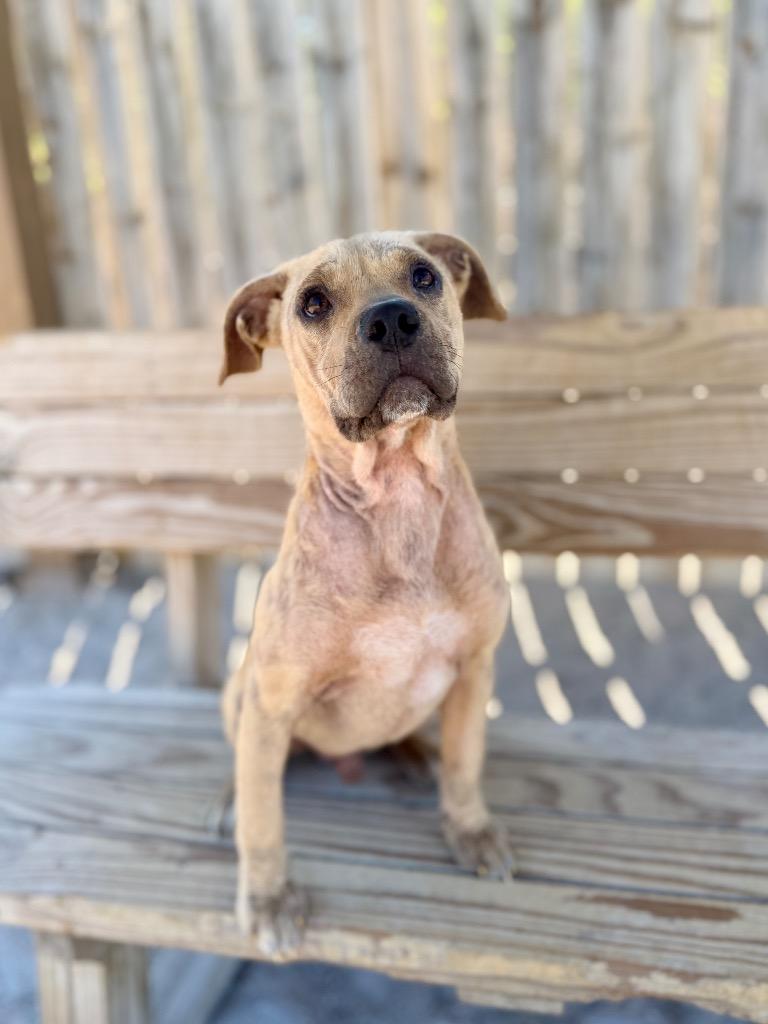 Joey, Adoptable, Puppy Male Mixed Breed.