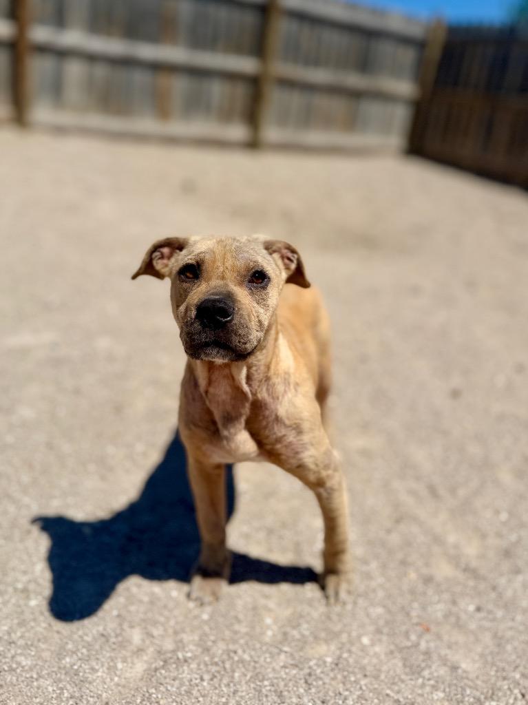 Joey, a Adoptable Mixed Breed in Muskegon, MI image 2/3