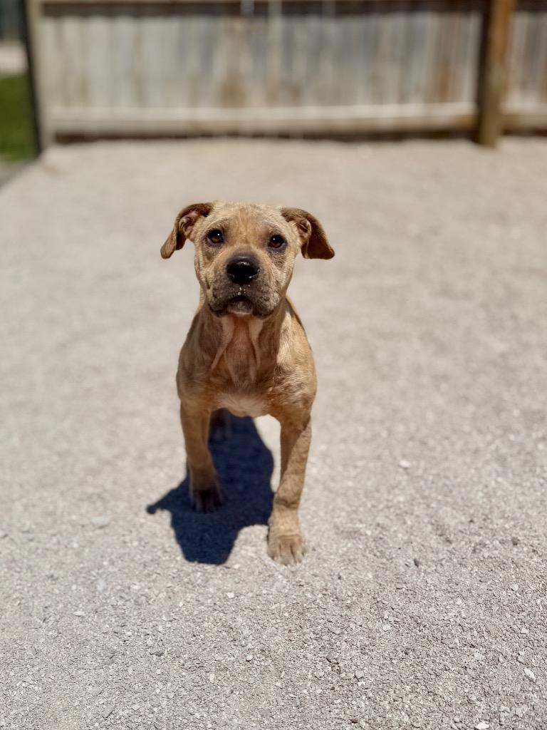 Joey, a Adoptable Mixed Breed in Muskegon, MI image 3/3