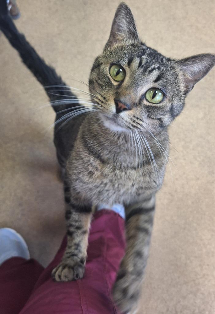 Enlarge Frosty, a Adoptable mixed breed in Grand Forks, ND image 1/1
