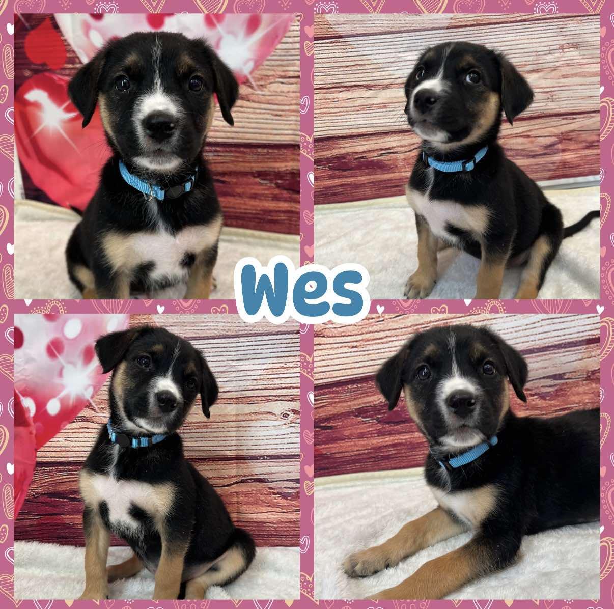 Enlarge Wes, an adoptable mixed breed in Ringwood, NJ image 1/1