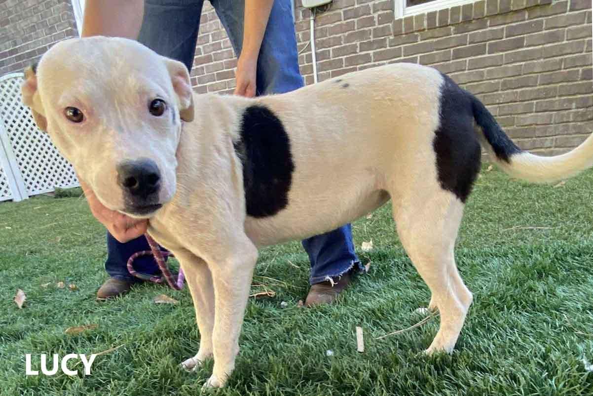 Enlarge Lucy, a ADOPTABLE mixed breed in Washington, GA image 1/3