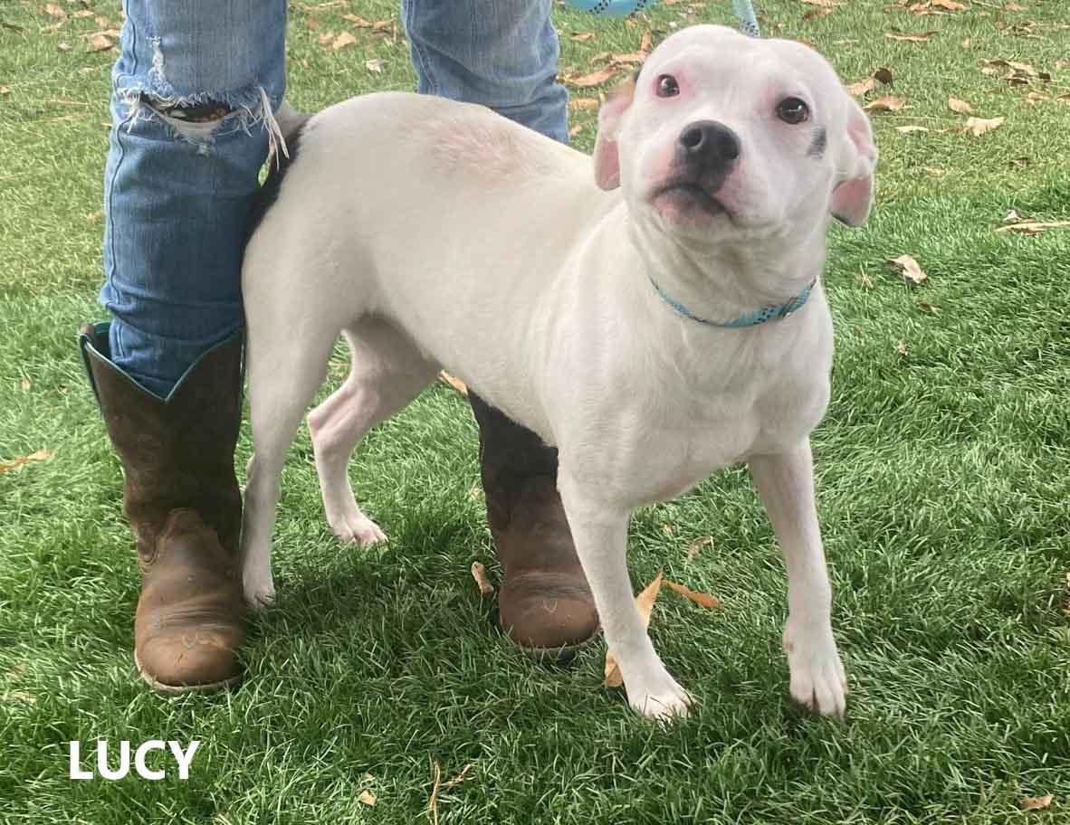 Enlarge Lucy, a ADOPTABLE mixed breed in Washington, GA image 2/3