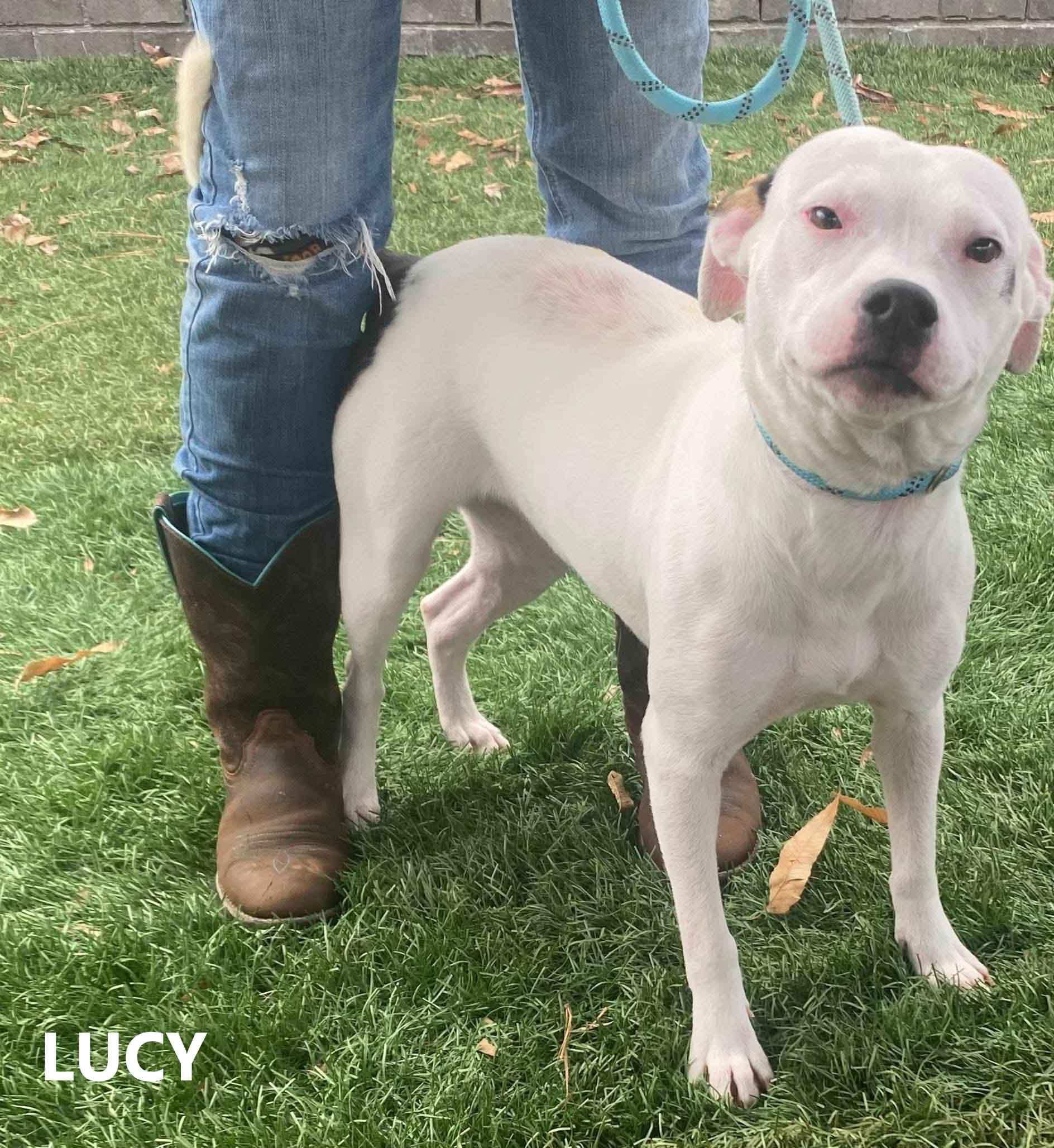 Enlarge Lucy, a ADOPTABLE mixed breed in Washington, GA image 3/3