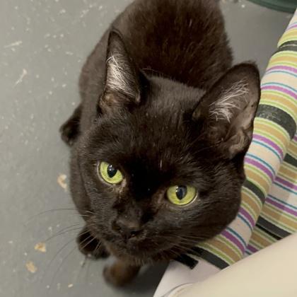 Enlarge Data, a Adoptable mixed breed in Ashtabula, OH image 1/3