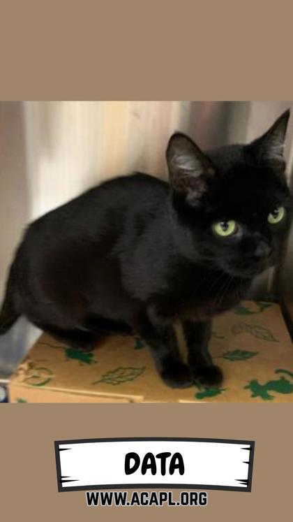 Enlarge Data, a Adoptable mixed breed in Ashtabula, OH image 2/3