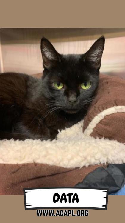 Enlarge Data, a Adoptable mixed breed in Ashtabula, OH image 3/3