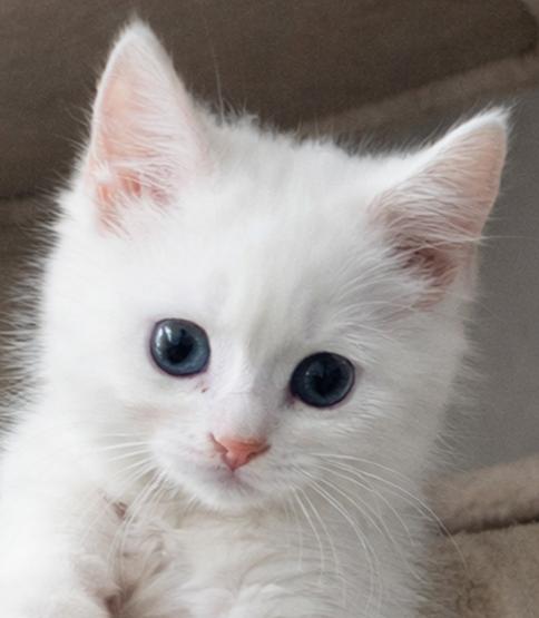 Enlarge Kitten Rolex - ADOPTION PENDING, a Adopted Domestic Short Hair in Cuyahoga Falls, OH image 2/3