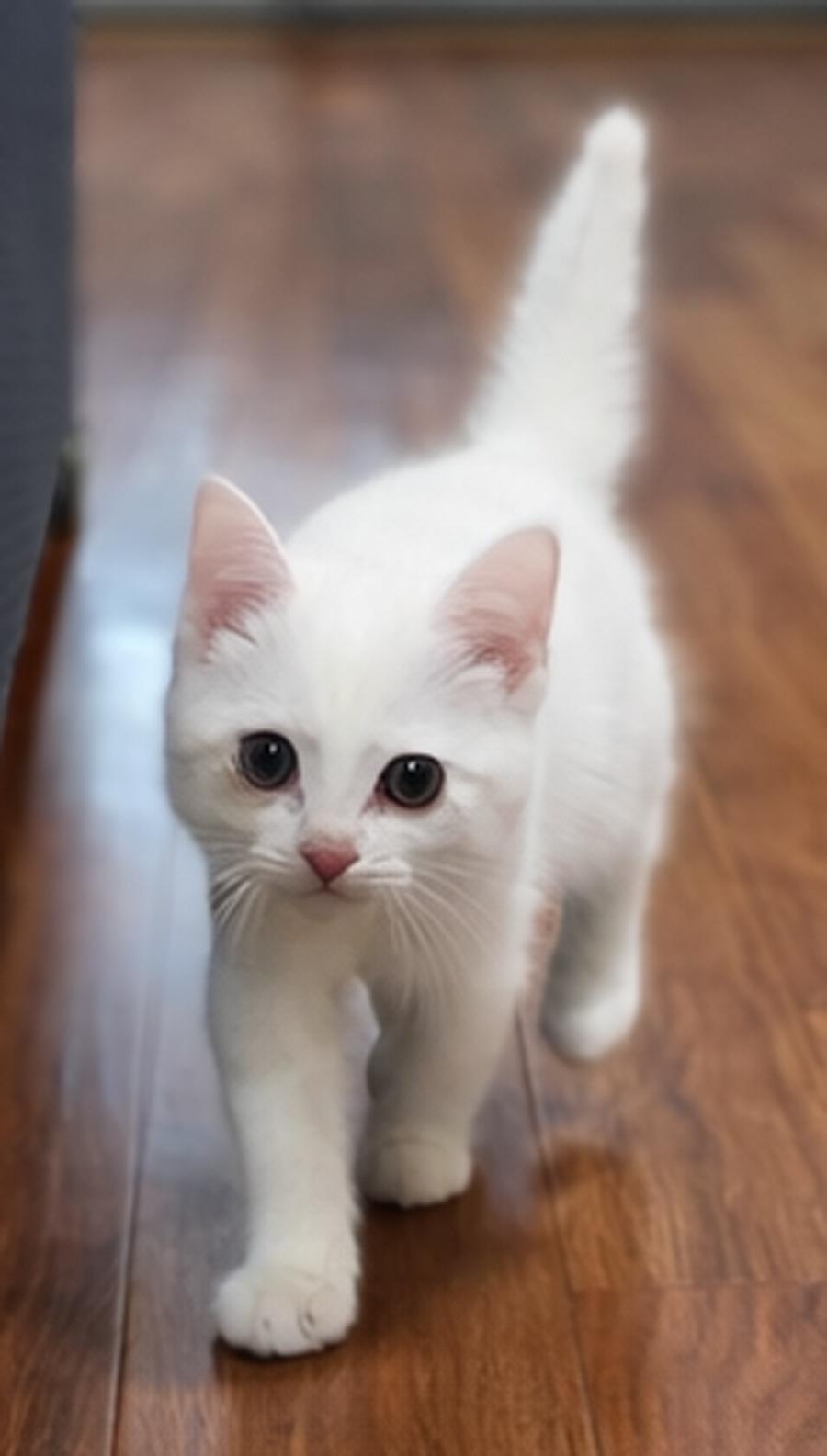 Enlarge Kitten Rolex - ADOPTION PENDING, a Adopted Domestic Short Hair in Cuyahoga Falls, OH image 3/3