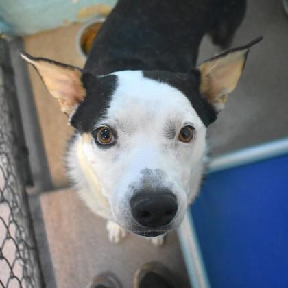 Enlarge Scram, an adoptable mixed breed in Flagstaff, AZ image 2/4