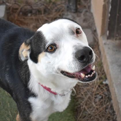 Enlarge Scram, an adoptable mixed breed in Flagstaff, AZ image 1/4