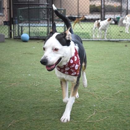 Enlarge Scram, an adoptable mixed breed in Flagstaff, AZ image 3/4