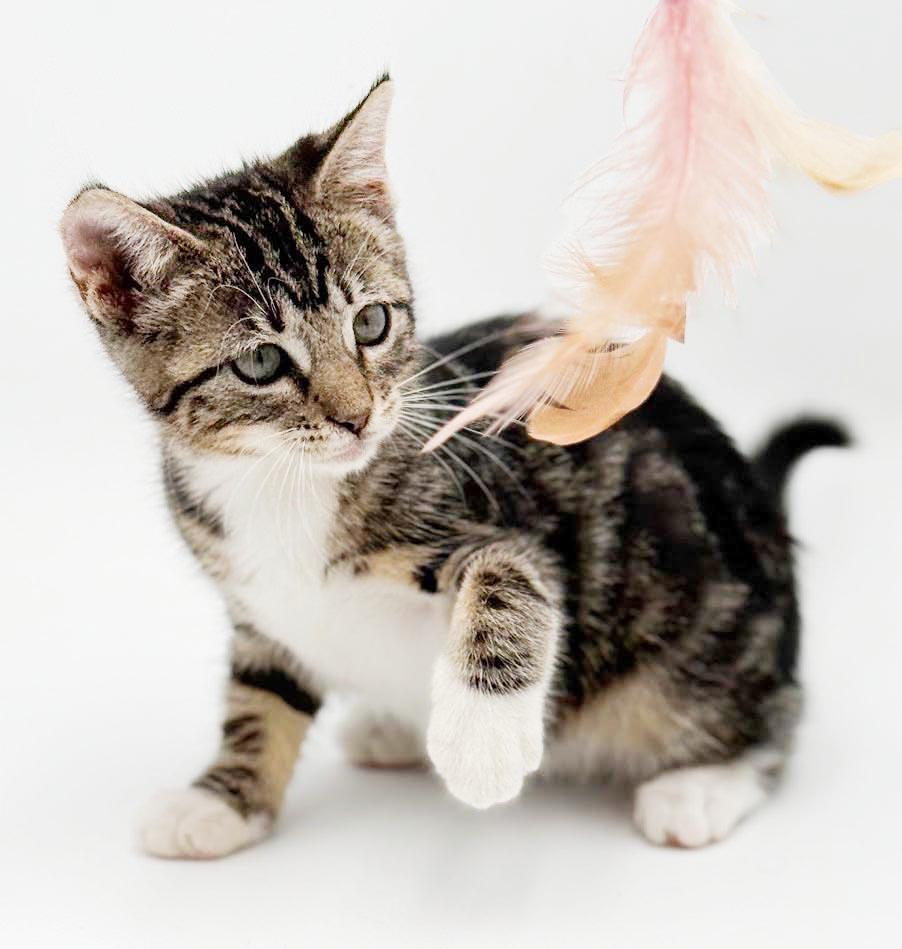 Camila cannot be any sweeter or cuter, a Adoptable mixed breed in Bedford Hills, NY image 3/6