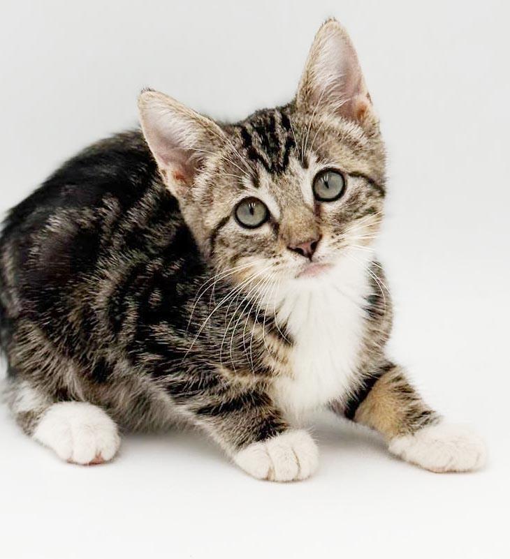 Camila cannot be any sweeter or cuter, Adoptable, Kitten Female Bengal & Turkish Van.