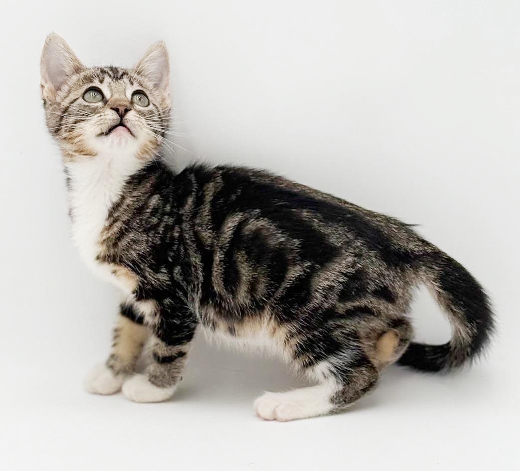 Camila cannot be any sweeter or cuter, a Adoptable mixed breed in Bedford Hills, NY image 6/6
