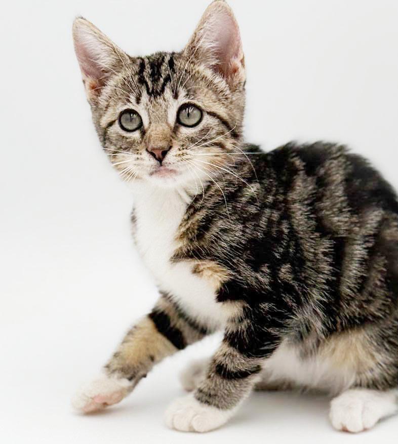 Camila cannot be any sweeter or cuter, a Adoptable mixed breed in Bedford Hills, NY image 5/6
