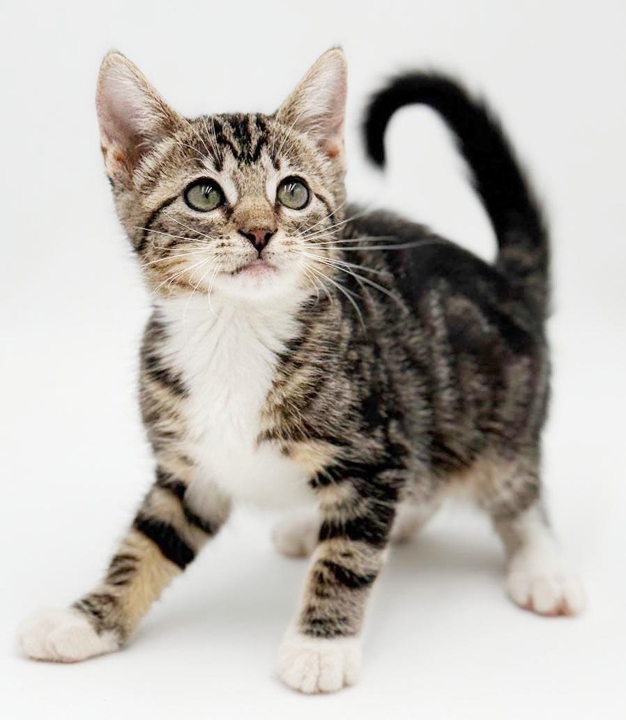 Camila cannot be any sweeter or cuter, a Adoptable mixed breed in Bedford Hills, NY image 2/6