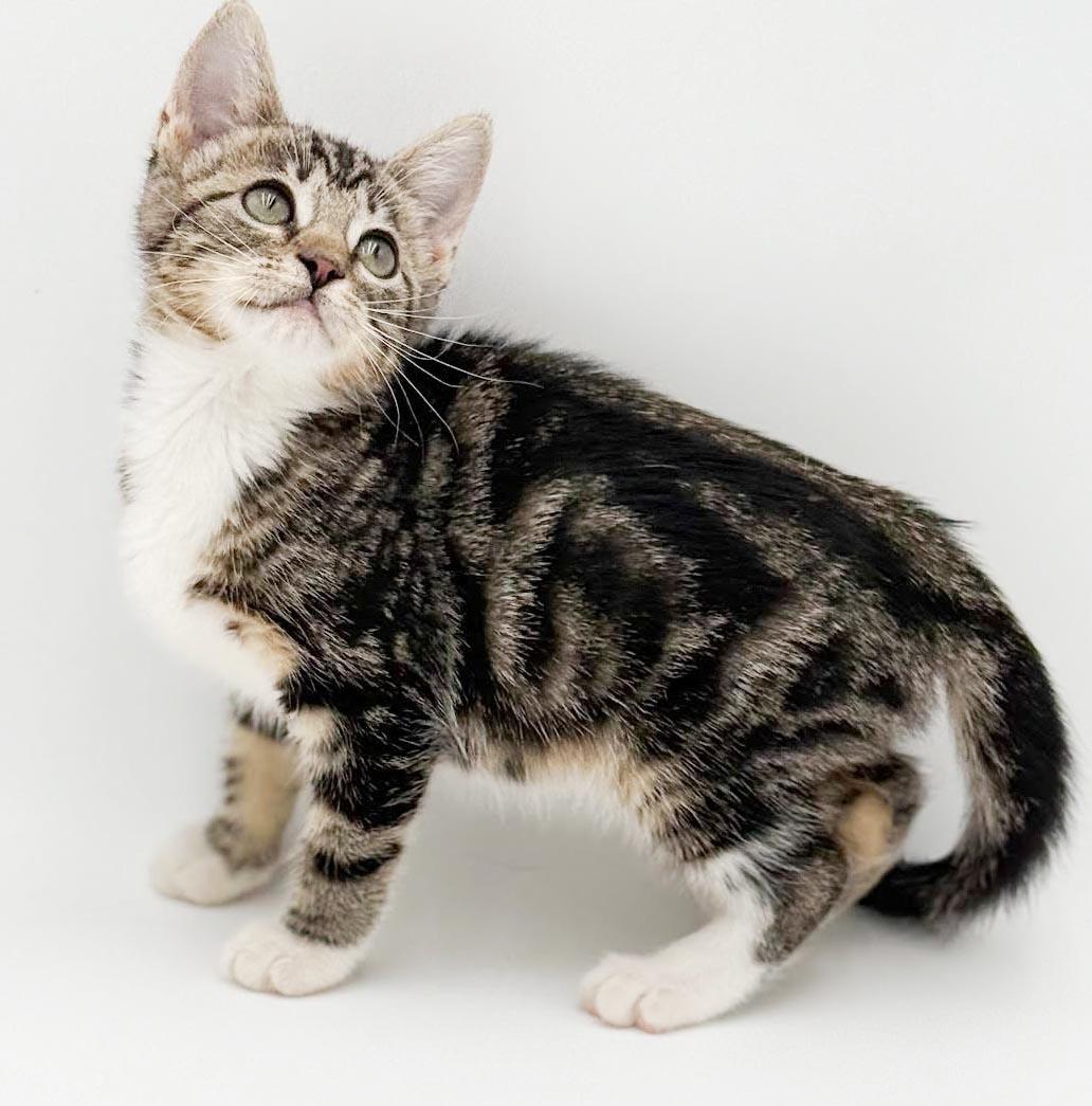 Camila cannot be any sweeter or cuter, a Adoptable mixed breed in Bedford Hills, NY image 4/6