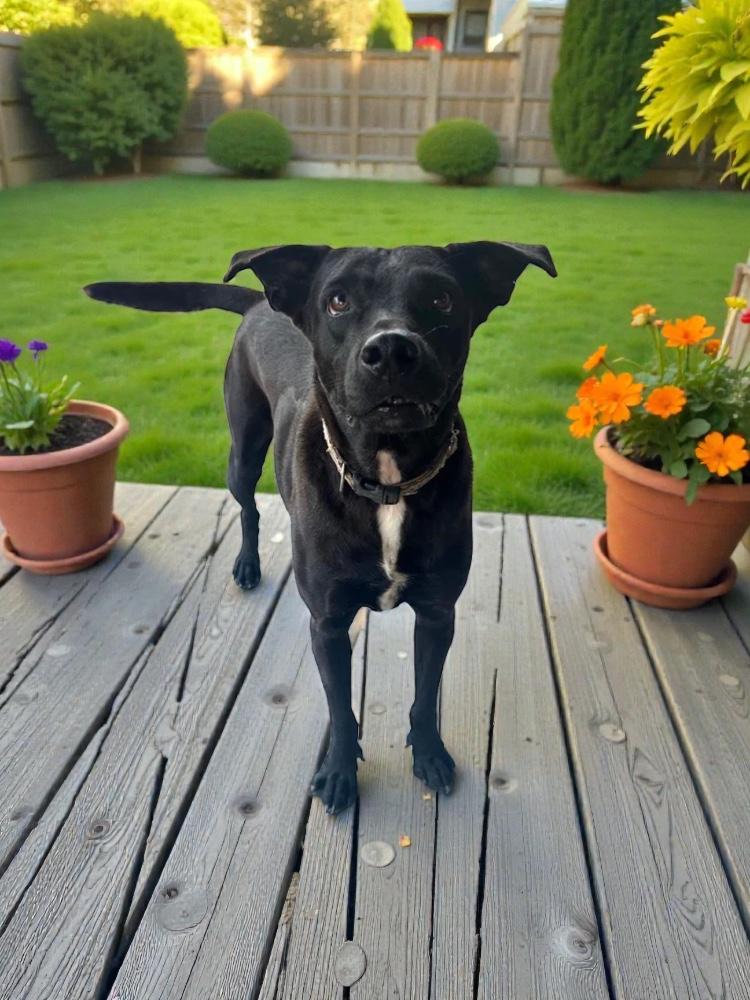 Baxter, Adoptable, Senior Male Labrador Retriever & Terrier.