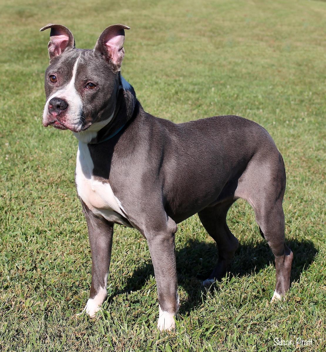 Enlarge Shanae, a Adoptable mixed breed in Bedford, VA image 3/3