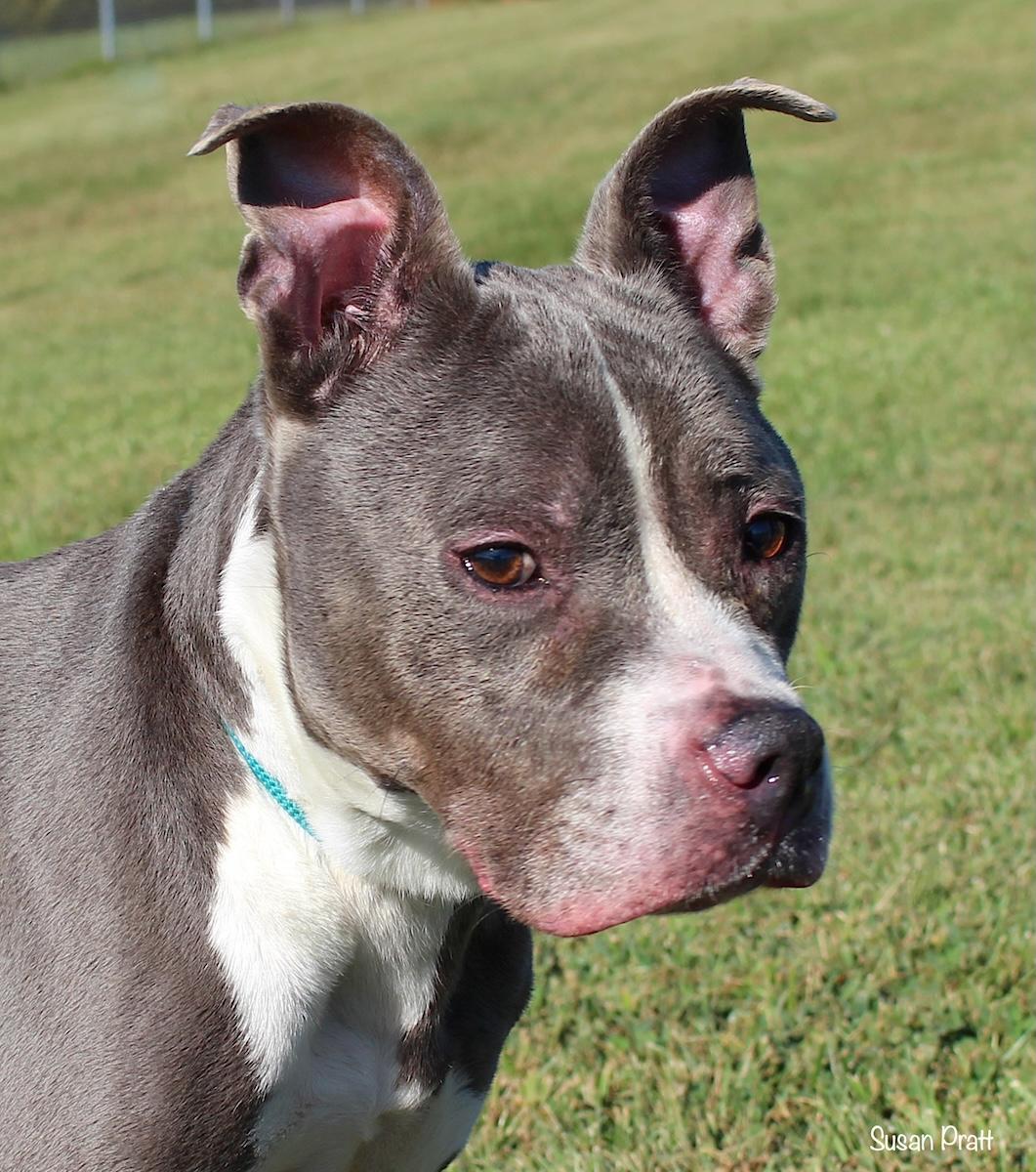 Enlarge Shanae, a Adoptable mixed breed in Bedford, VA image 1/3