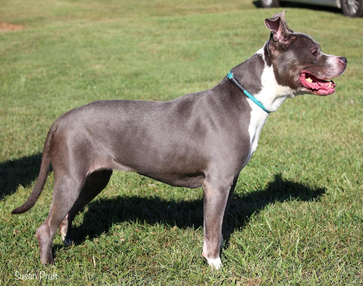 Enlarge Shanae, a Adoptable mixed breed in Bedford, VA image 2/3