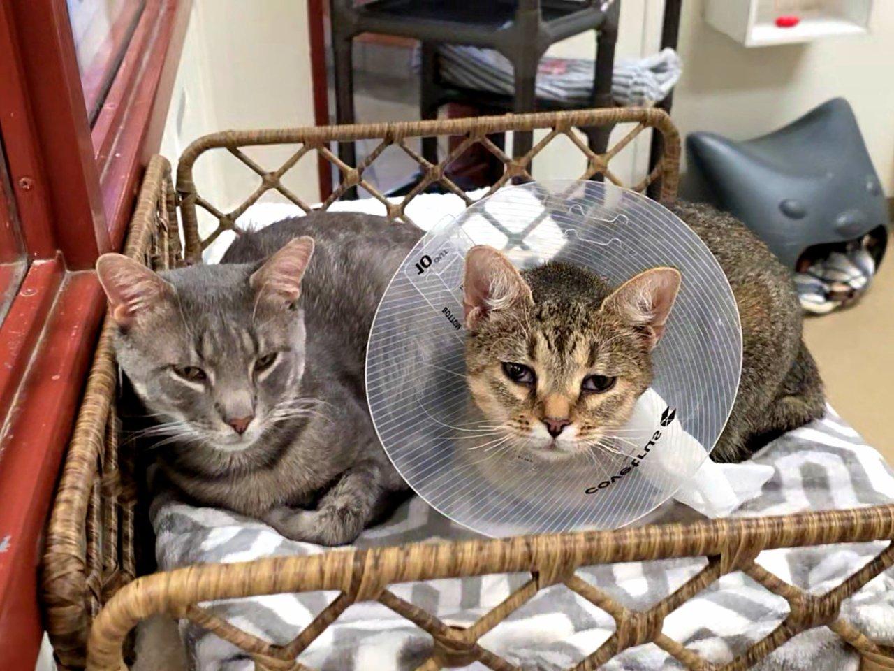 Enlarge Bebe, a Adoptable Domestic Short Hair in Raleigh, NC image 1/3