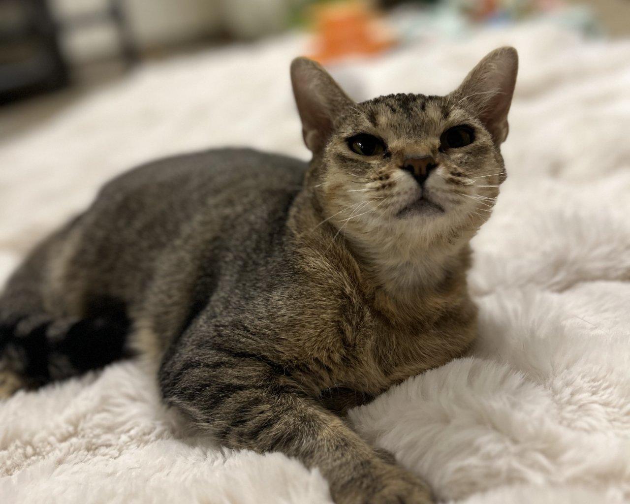 Enlarge Bebe, a Adoptable Domestic Short Hair in Raleigh, NC image 2/3