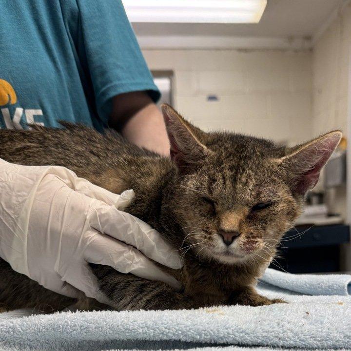 Enlarge Bebe, a Adoptable Domestic Short Hair in Raleigh, NC image 3/3