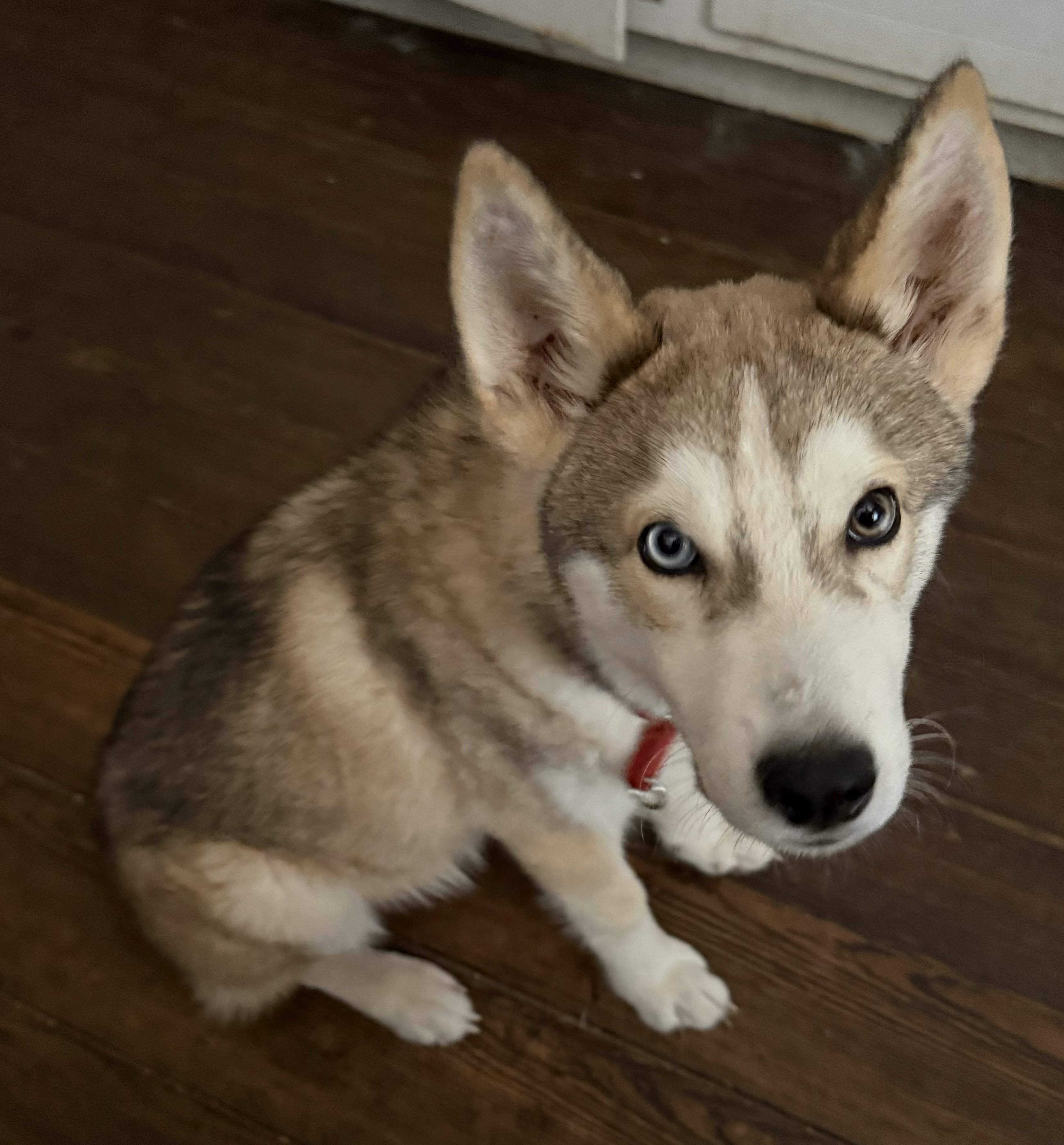 Dog for adoption Coyote, a Siberian Husky in Charlotte, NC Petfinder