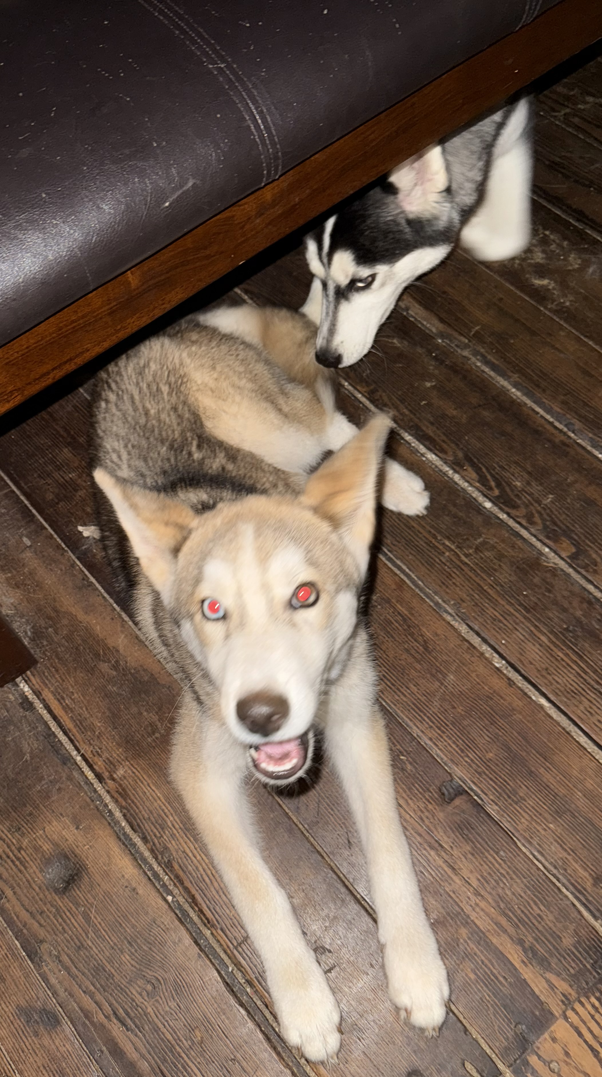 Dog for adoption Coyote, a Siberian Husky in Charlotte, NC Petfinder
