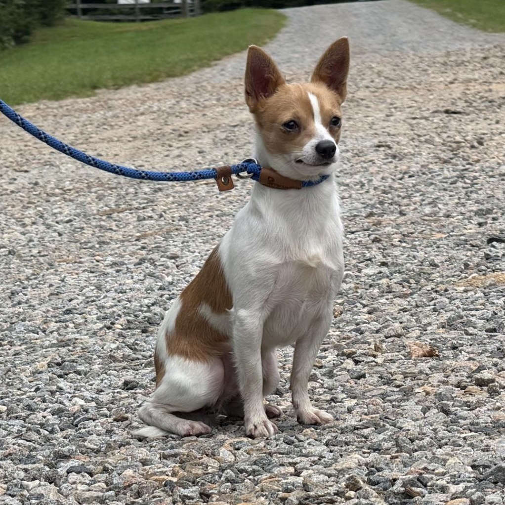 Billy, an adopted Chihuahua in Richmond, VA image 4/6