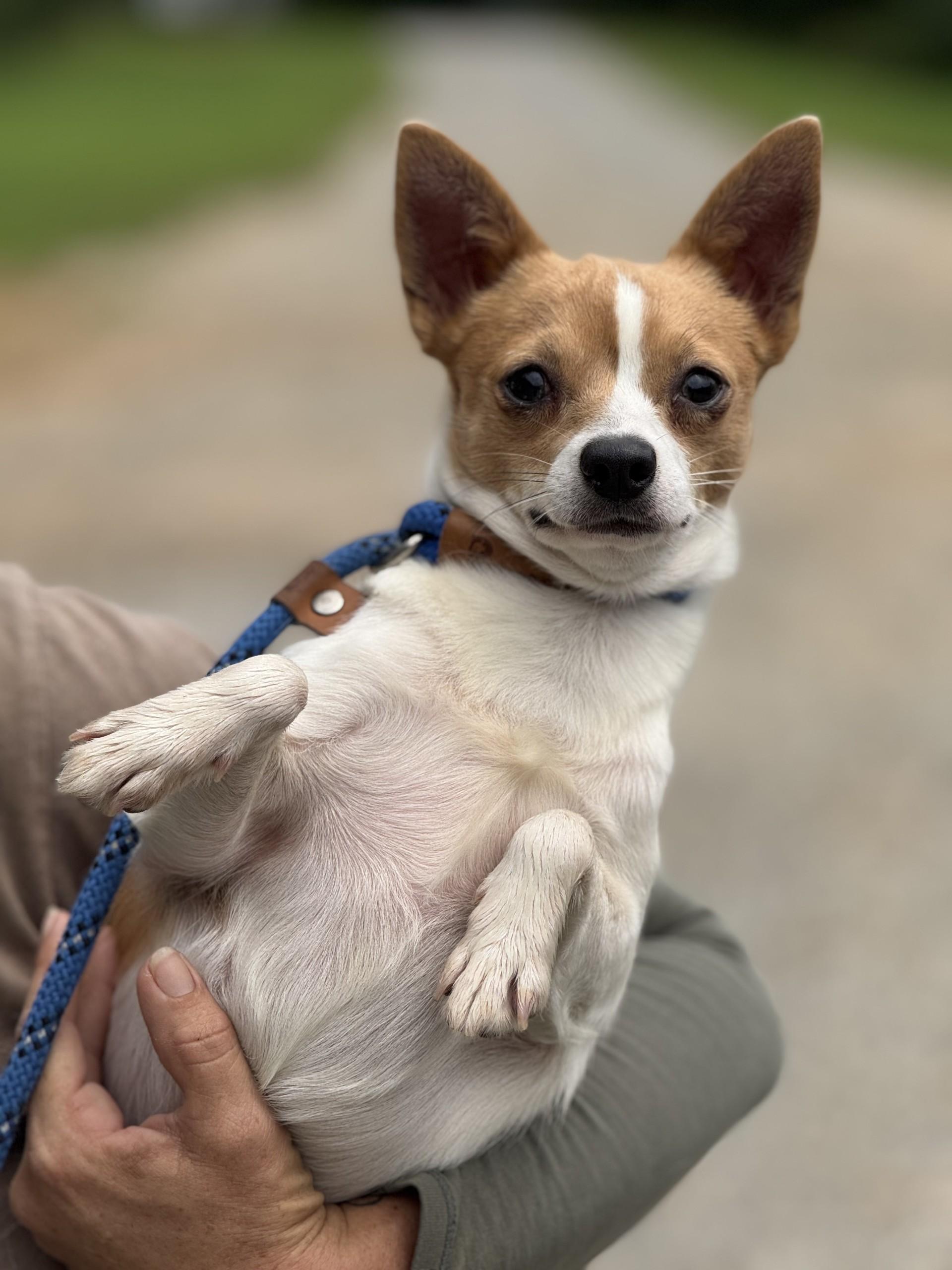 Billy, an adopted Chihuahua in Richmond, VA image 6/6
