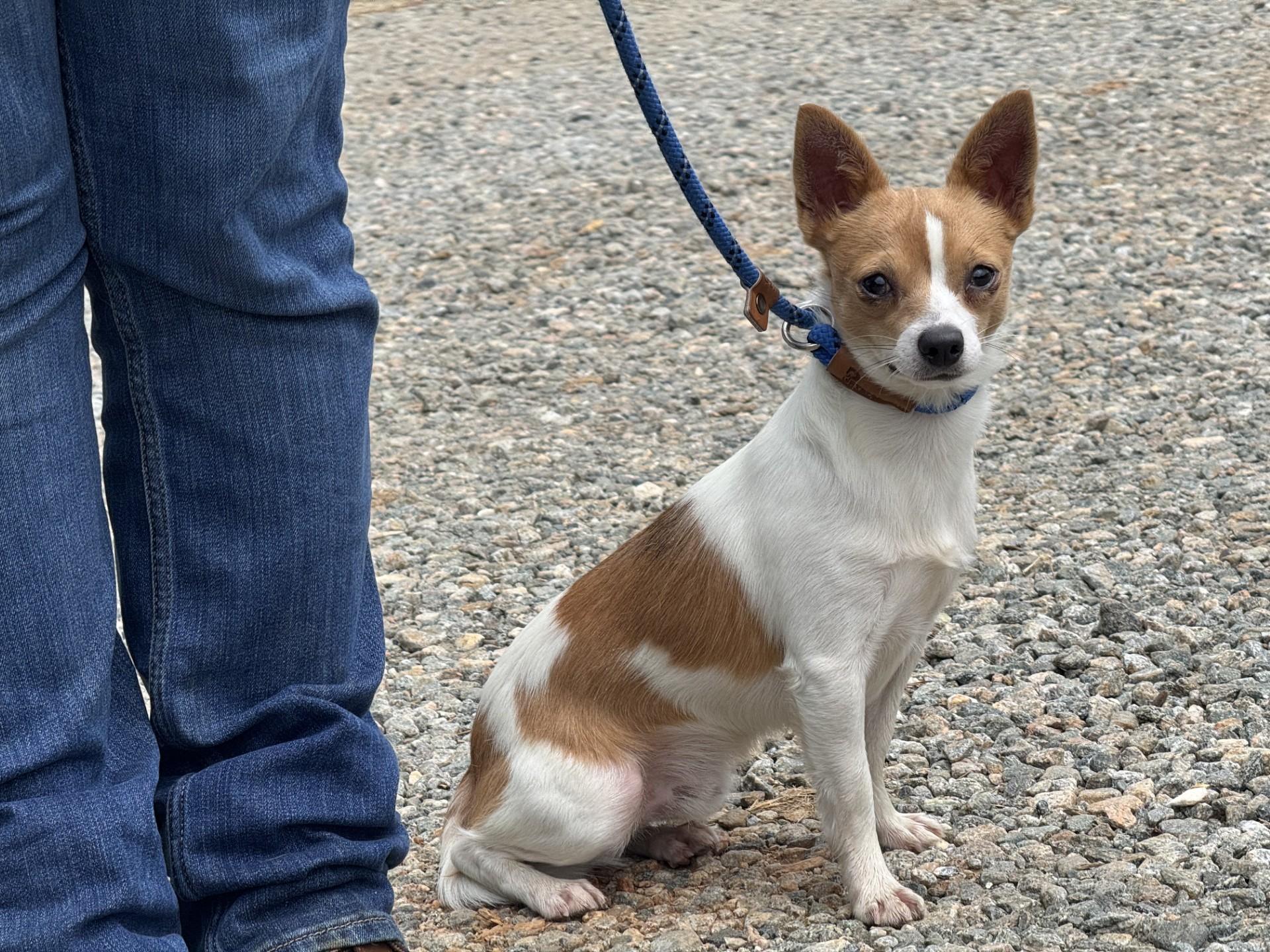 Billy, an adopted Chihuahua in Richmond, VA image 3/6