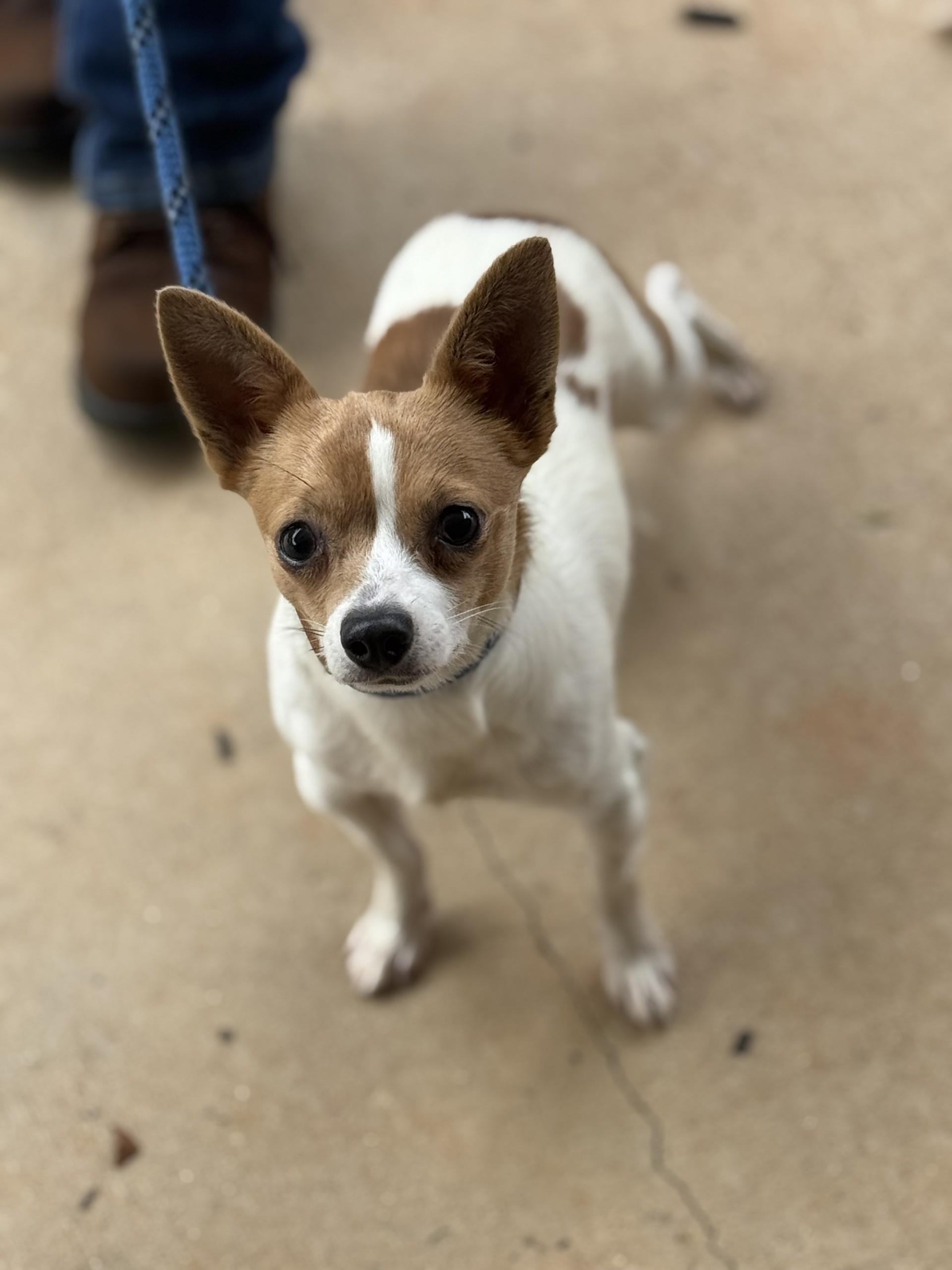 Billy, an adopted Chihuahua in Richmond, VA image 5/6