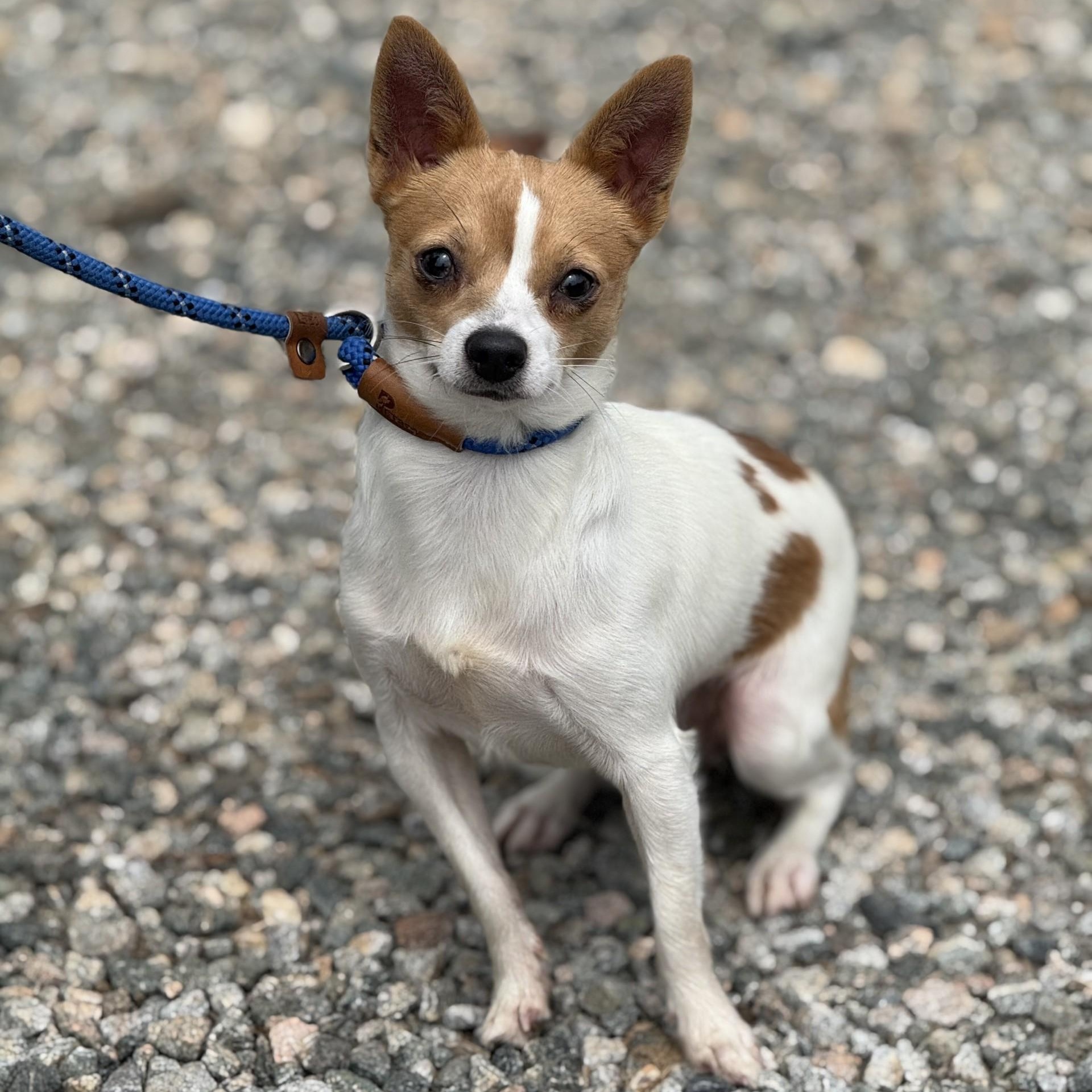 Billy, an adopted Chihuahua in Richmond, VA image 2/6
