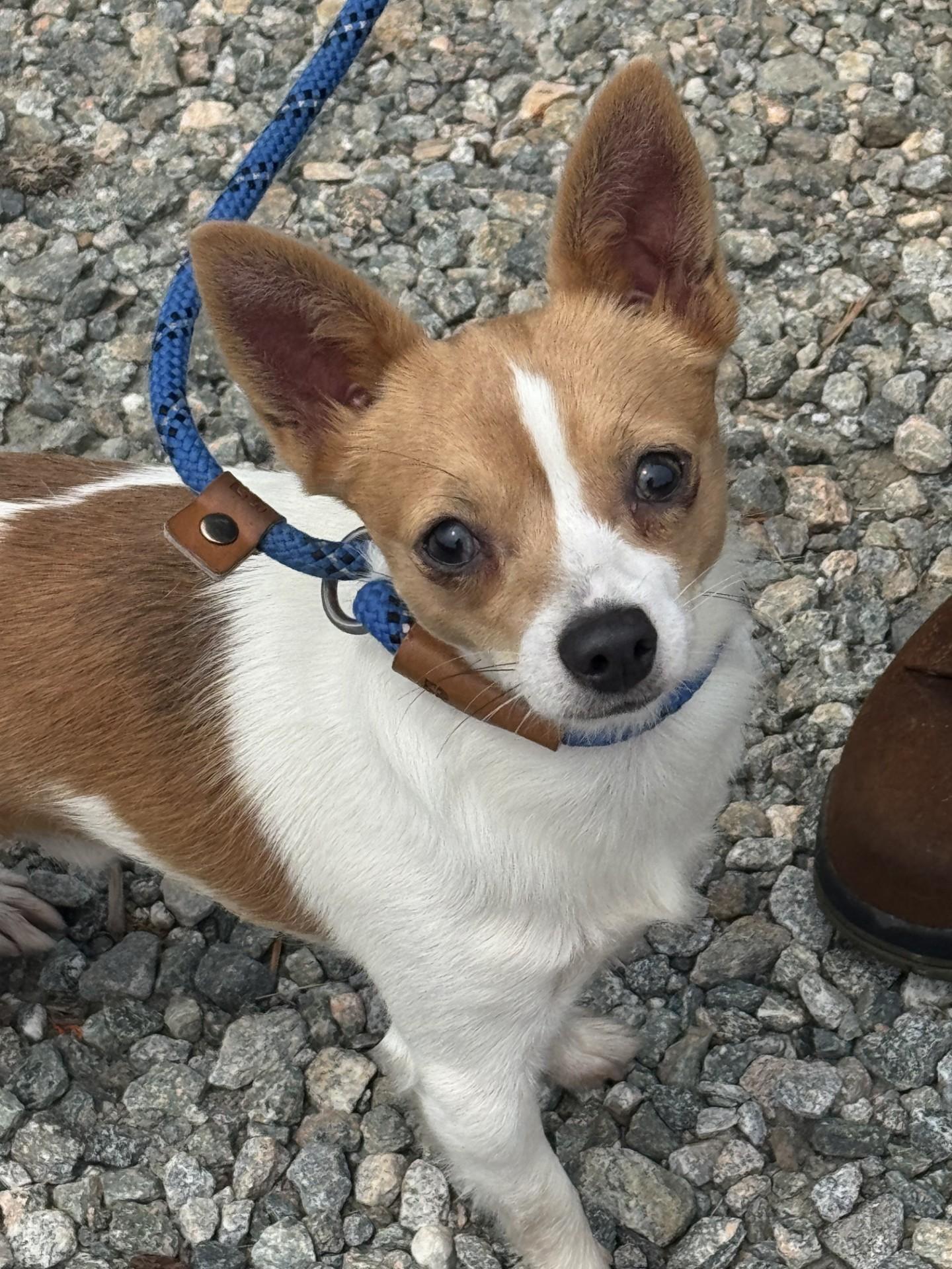 Billy, adopted, Young Male Chihuahua.