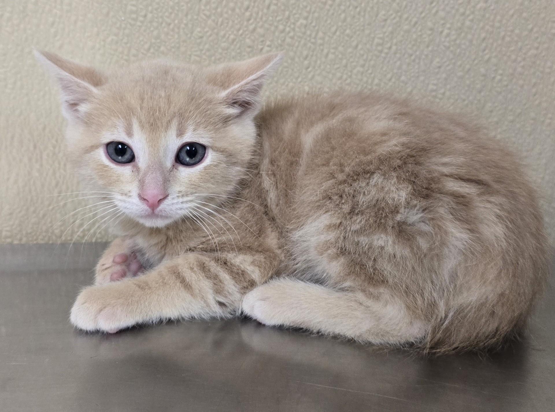 Maxwell, adopted, Kitten Male Domestic Short Hair.