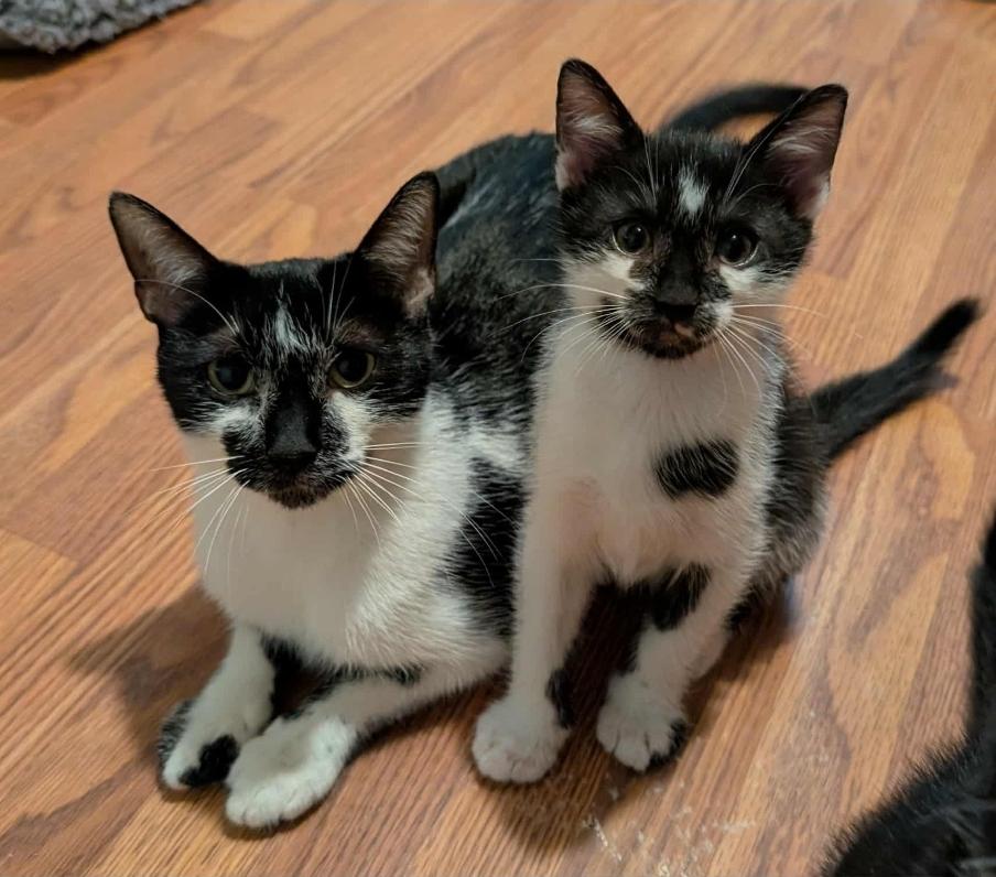 Enlarge Eli, a Adopted Tuxedo in Granite Falls, NC image 2/6