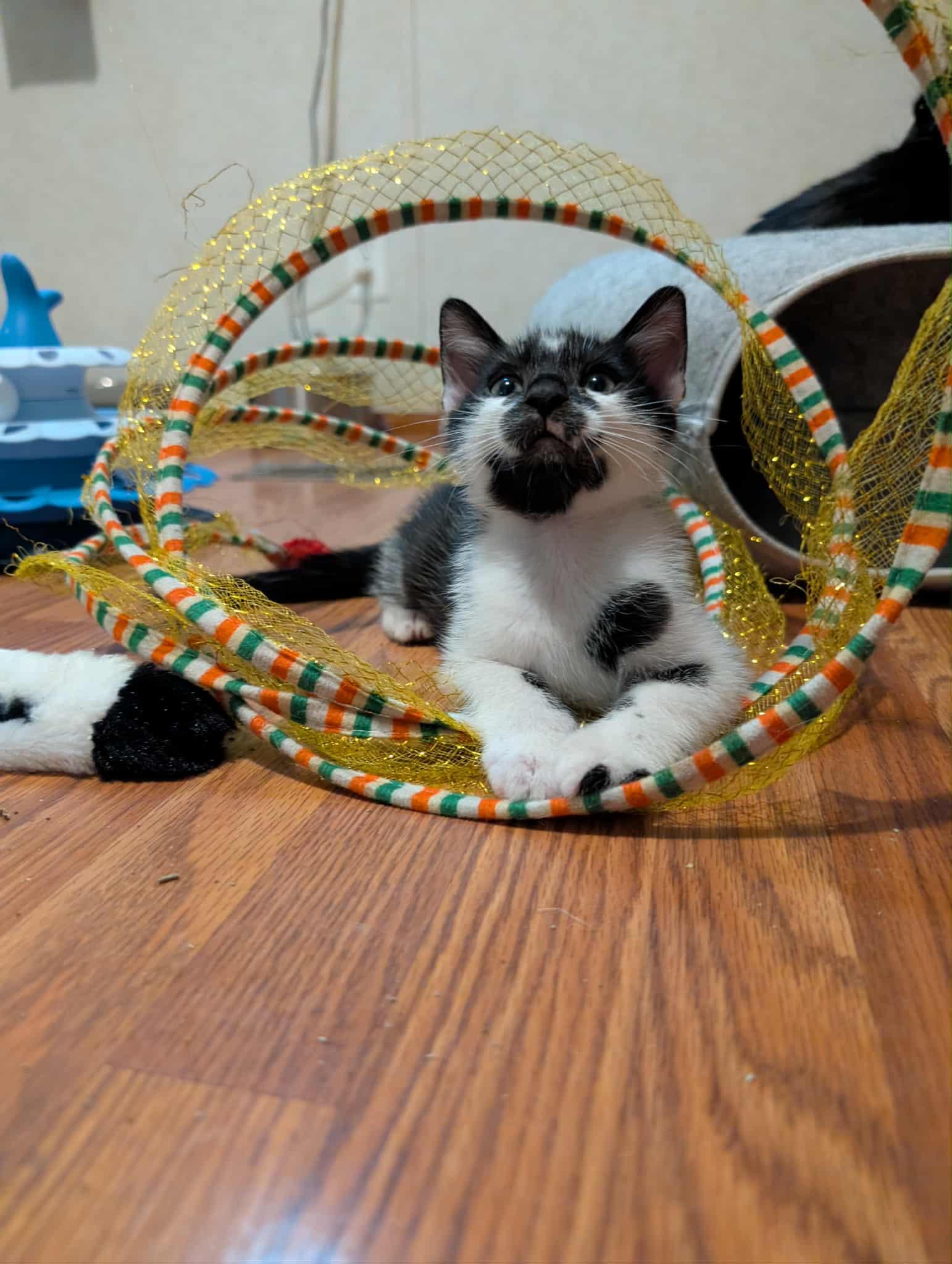 Enlarge Eli, a Adopted Tuxedo in Granite Falls, NC image 5/6