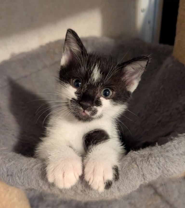 Enlarge Eli, a Adopted Tuxedo in Granite Falls, NC image 1/6