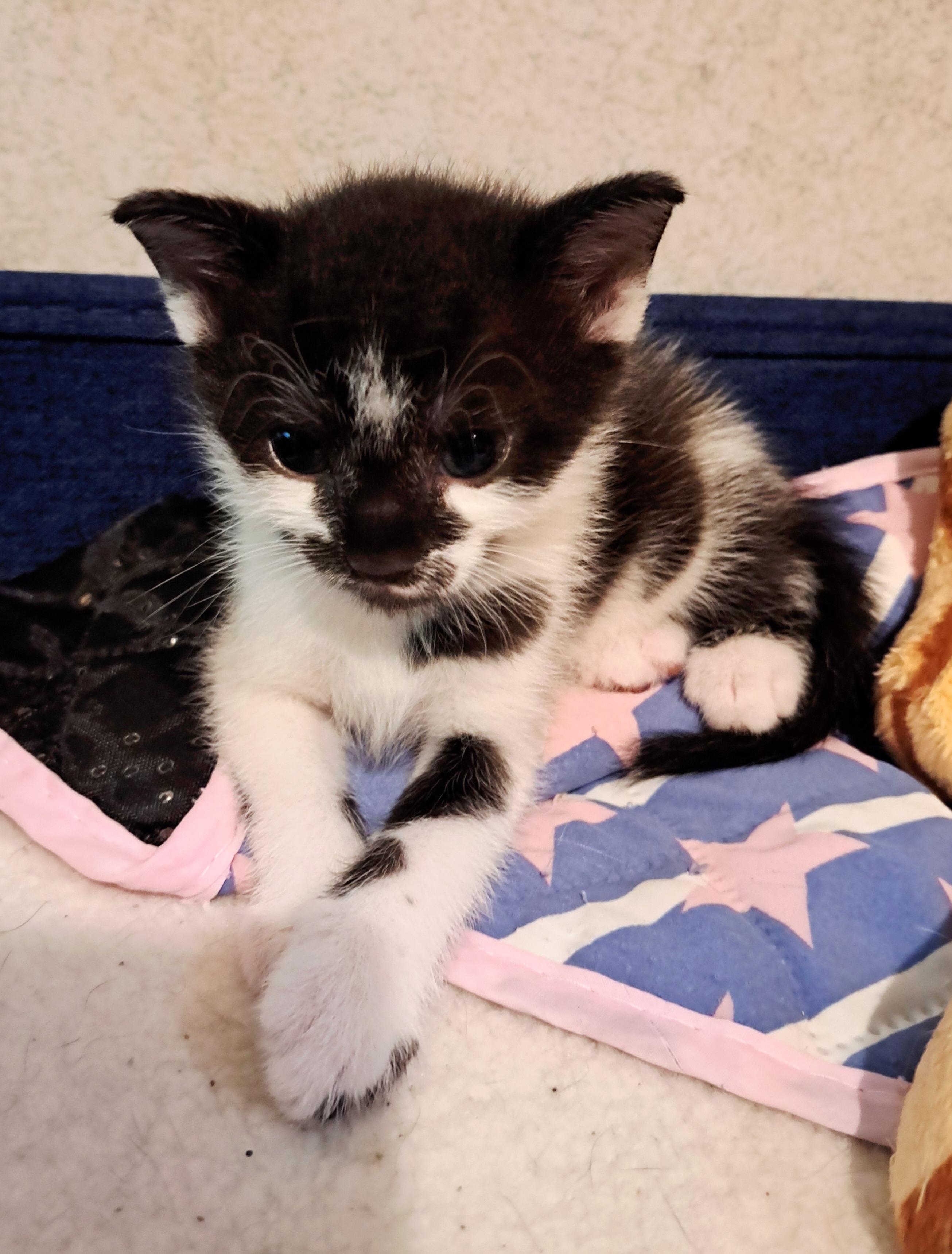 Enlarge Eli, a Adopted Tuxedo in Granite Falls, NC image 4/6