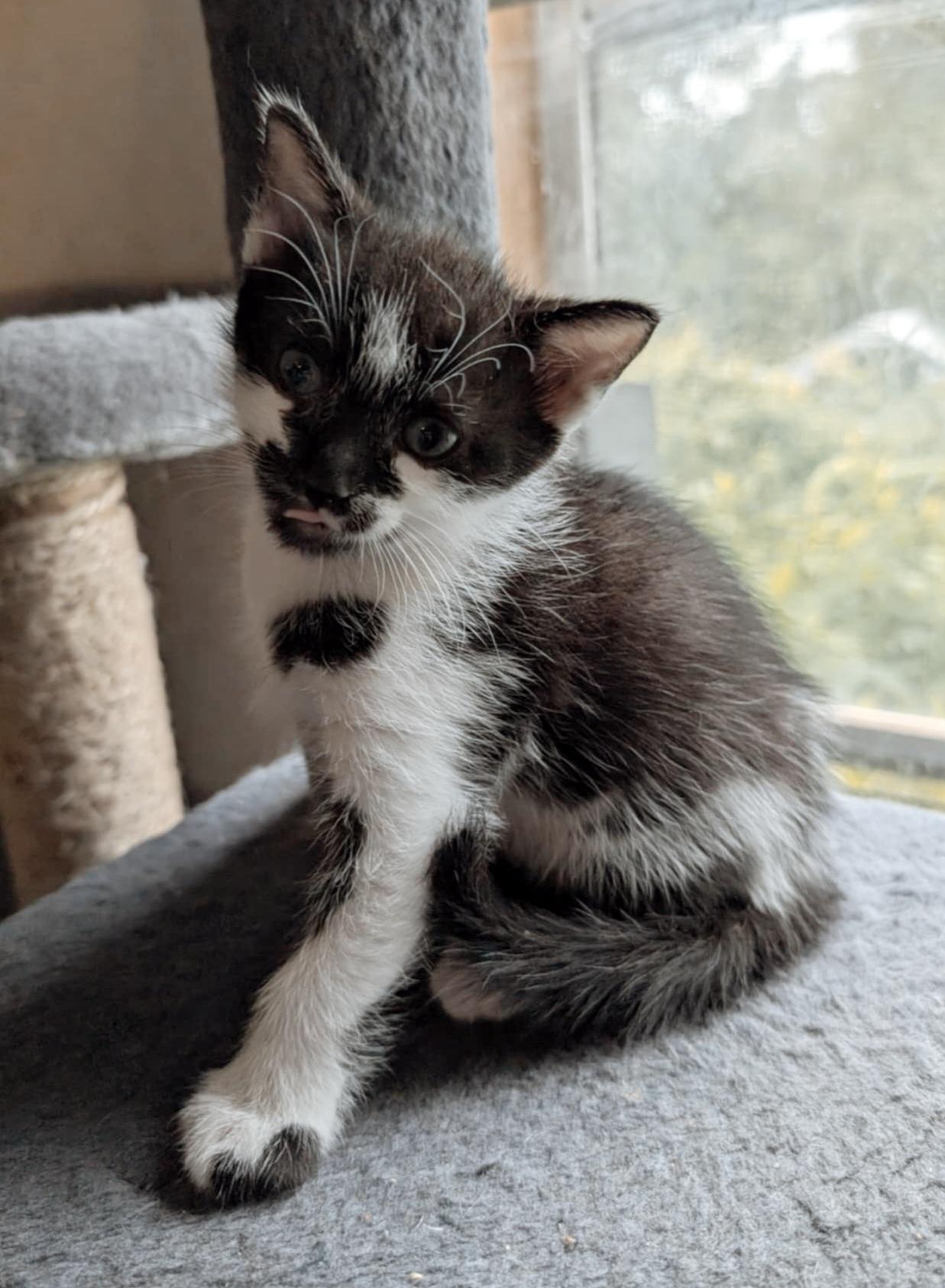 Enlarge Eli, a Adopted Tuxedo in Granite Falls, NC image 6/6
