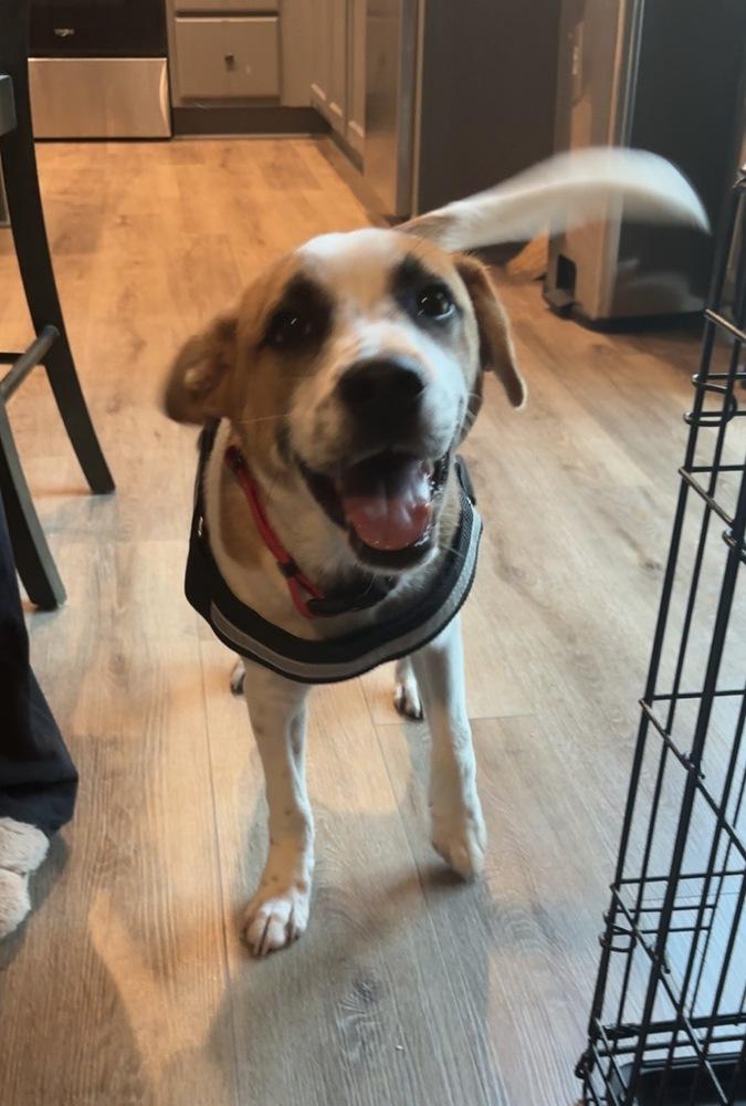 Uno, Adoptable, Puppy Male Mixed Breed.
