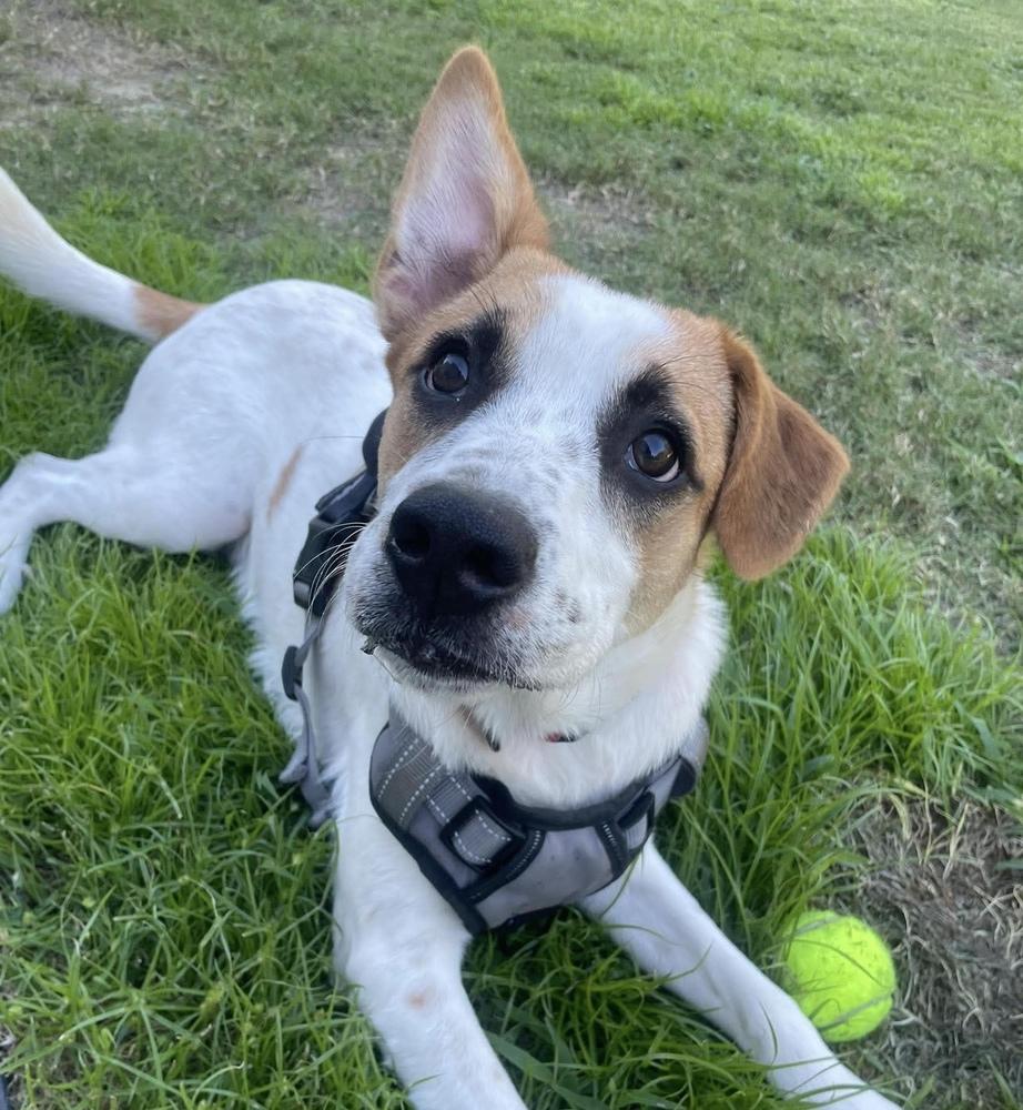 Uno, Adoptable, Puppy Male Mixed Breed.