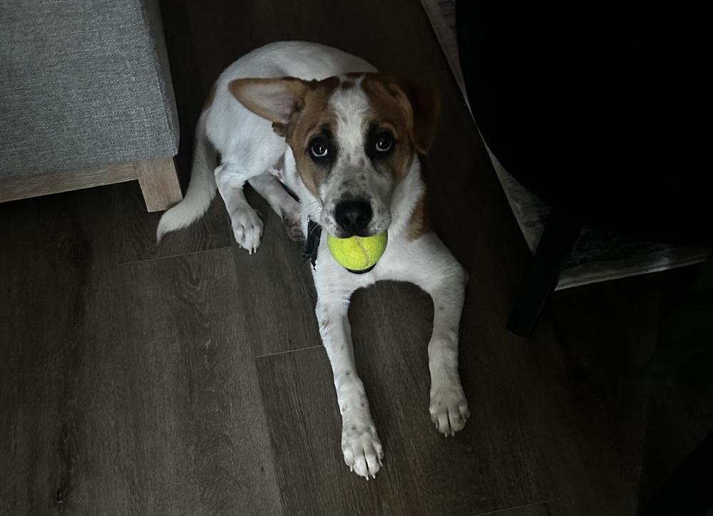 Enlarge Uno, a Adoptable mixed breed in Wendell, NC image 3/4