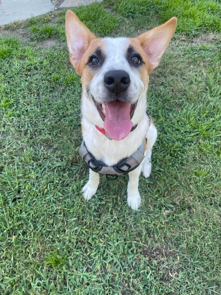 Enlarge Uno, a Adoptable mixed breed in Wendell, NC image 3/4