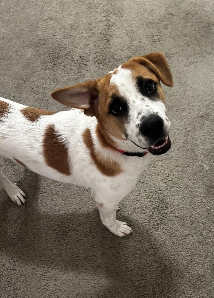 Enlarge Uno, a Adoptable mixed breed in Wendell, NC image 4/4