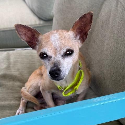 Regina, Adoptable, Adult Female Chihuahua.